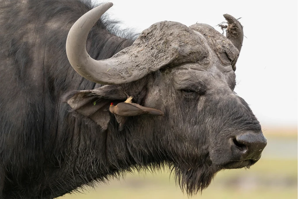 4 Days Selous Tanzania Flying Safari