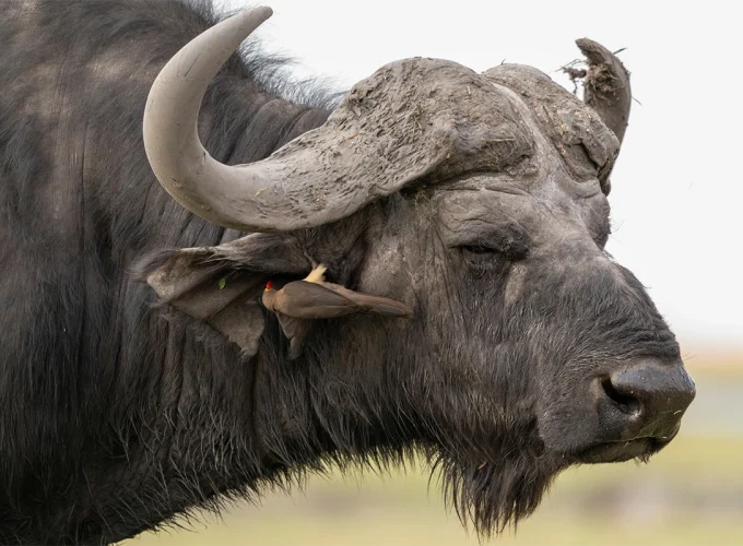 4 Days Selous Tanzania Flying Safari
