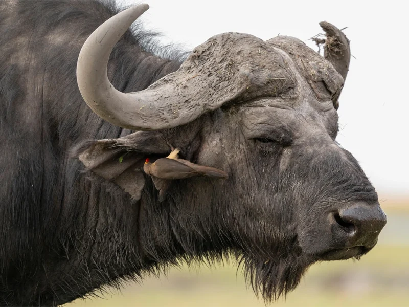 4 Days Selous Tanzania Flying Safari