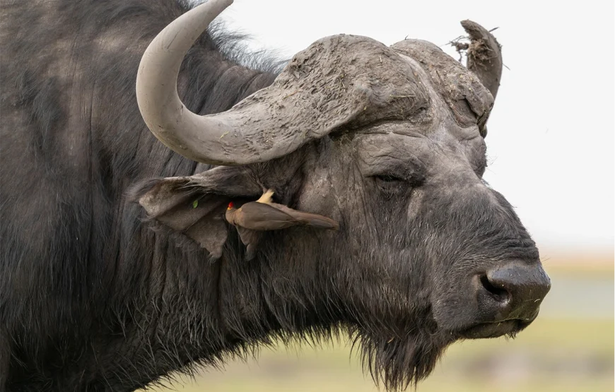 4 Days Selous Tanzania Flying Safari