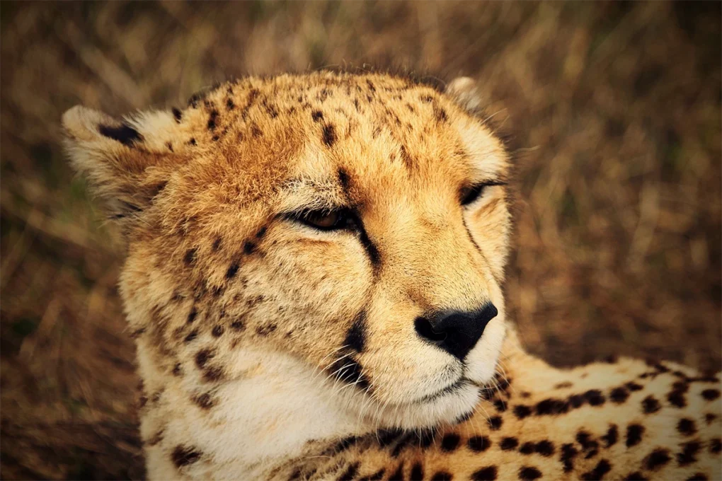 4 Days Selous Tanzania Flying Safari