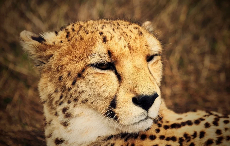 4 Days Selous Tanzania Flying Safari