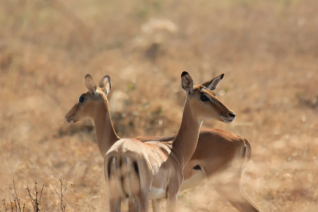 4 Days Selous Tanzania Flying Safari
