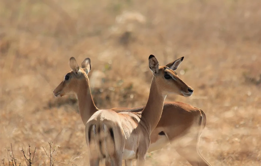 4 Days Selous Tanzania Flying Safari