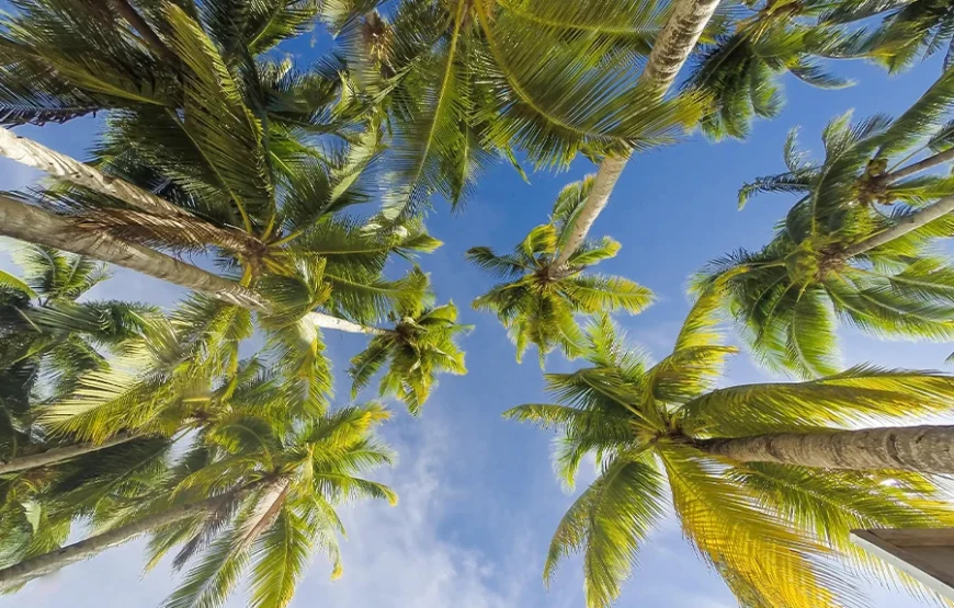 5 Days Where Ocean Breezes Meet Swahili Charm