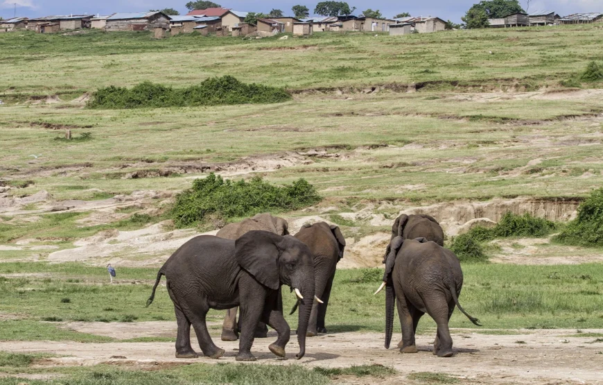 5 Day Bwindi National Park & Queen Elizabeth Park Uganda Safari