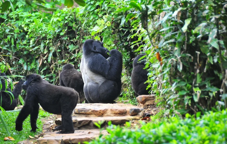5 Day Bwindi National Park & Queen Elizabeth Park Uganda Safari