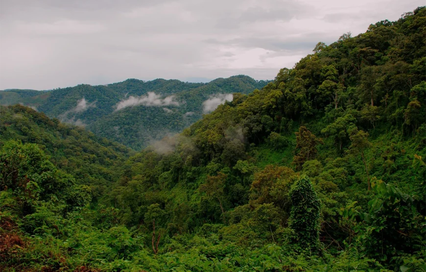 5 Day Bwindi National Park & Queen Elizabeth Park Uganda Safari