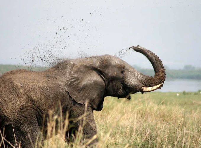 5 Day Bwindi National Park & Queen Elizabeth Park Uganda Safari