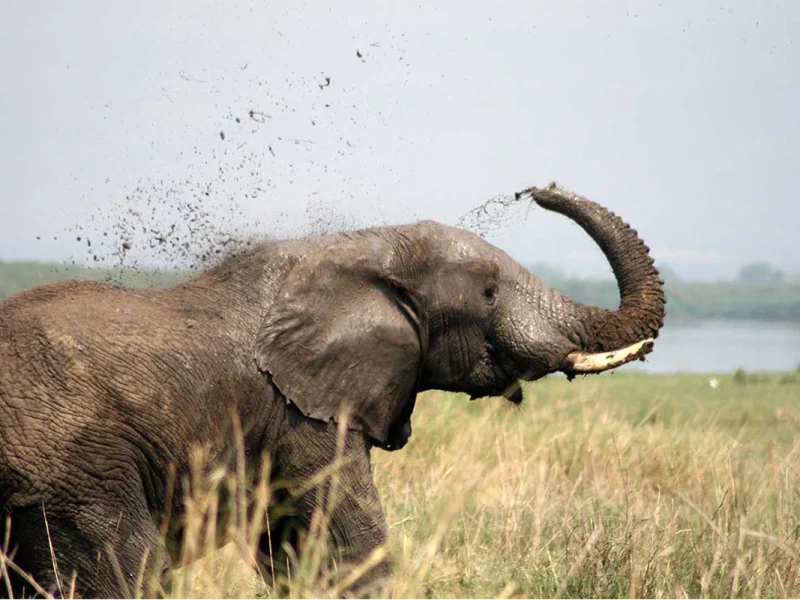 5 Day Bwindi National Park & Queen Elizabeth Park Uganda Safari