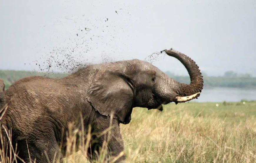 5 Day Bwindi National Park & Queen Elizabeth Park Uganda Safari