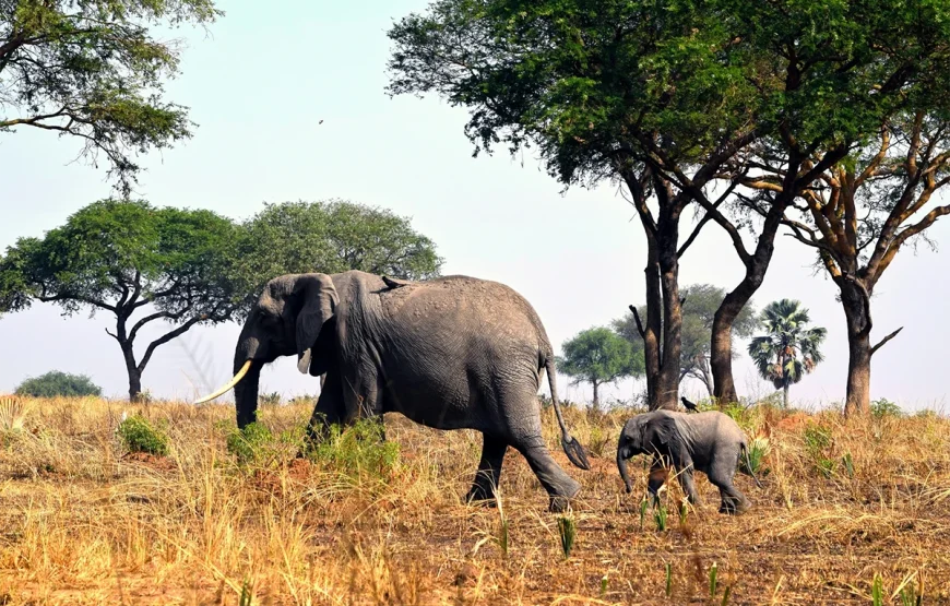 5 Day Bwindi National Park & Queen Elizabeth Park Uganda Safari