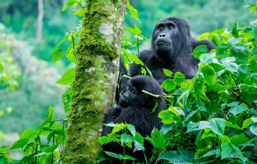 5 Day Bwindi National Park & Queen Elizabeth Park Uganda Safari