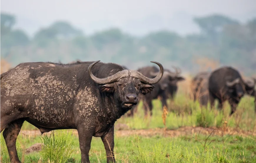 5 Day Bwindi National Park & Queen Elizabeth Park Uganda Safari