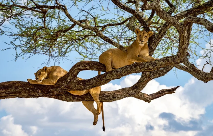 5 Day Bwindi National Park & Queen Elizabeth Park Uganda Safari