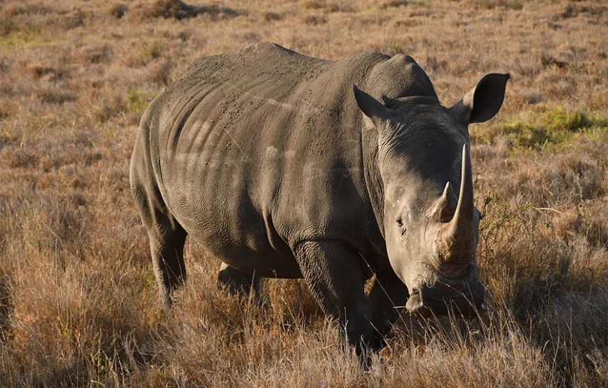A 5-Day Kenyan Safari