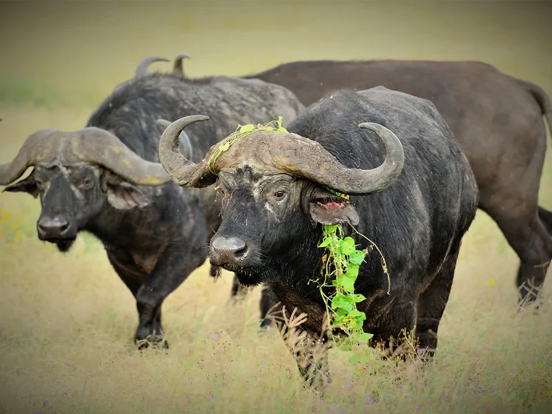 A 5-Day Kenyan Safari