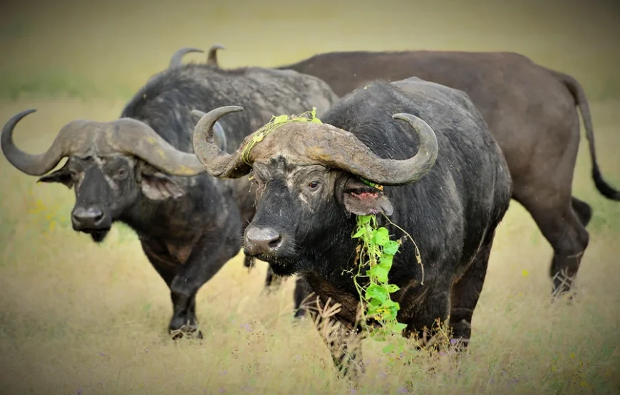 A 5-Day Kenyan Safari