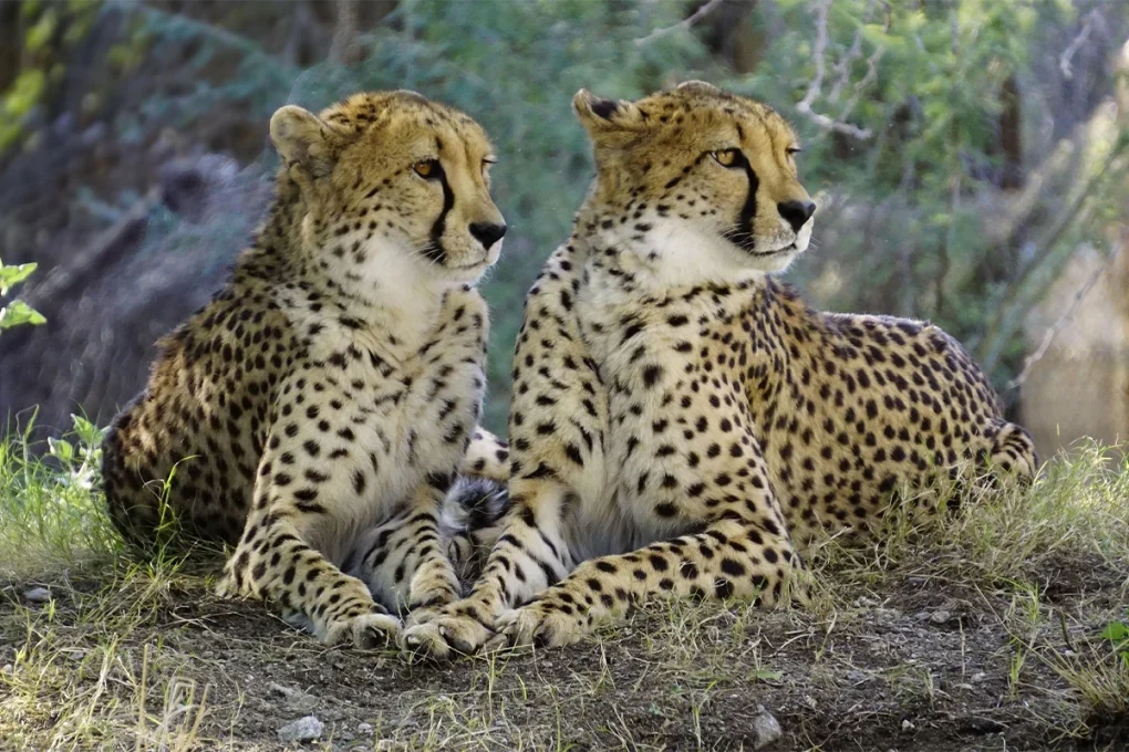 5 Days Manyara, Serengeti, Ngorongoro and Tarangire Safari