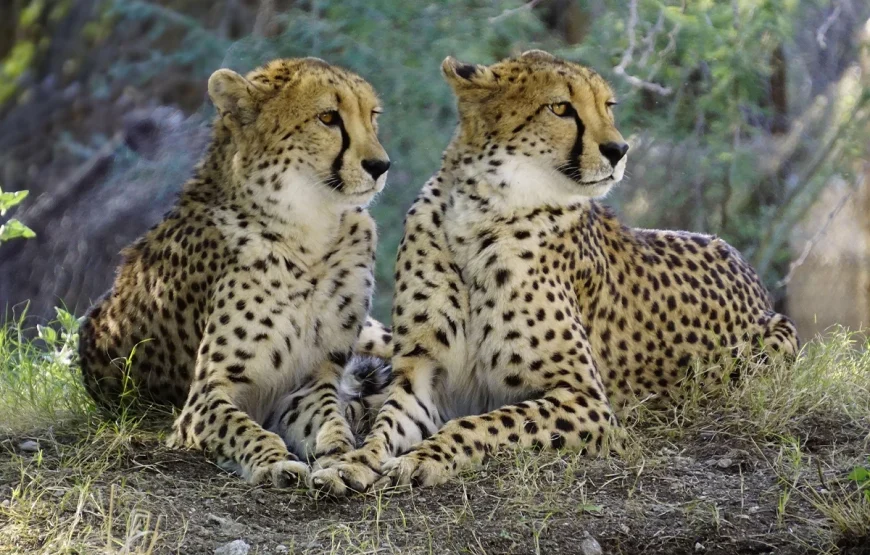 5 Days Manyara, Serengeti, Ngorongoro and Tarangire Safari
