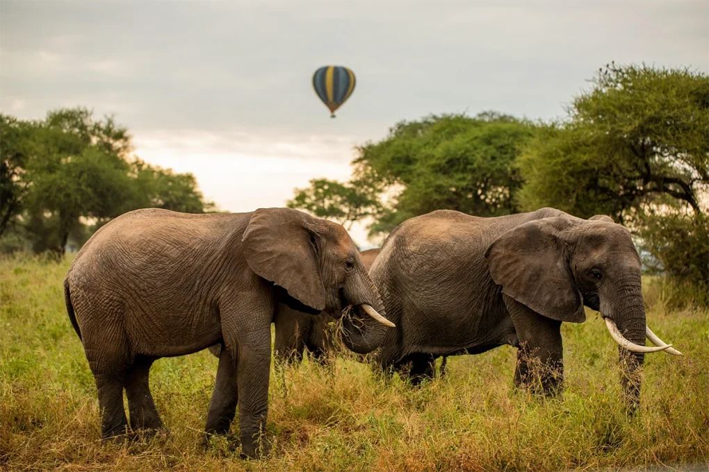 5 Days Manyara, Serengeti, Ngorongoro and Tarangire Safari