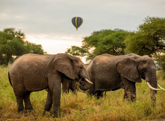 5 Days Manyara, Serengeti, Ngorongoro and Tarangire Safari