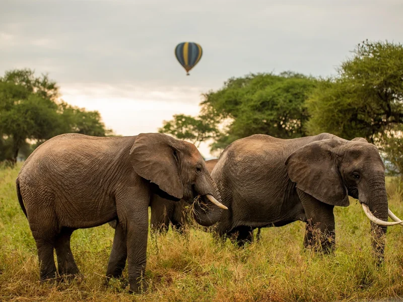 5 Days Manyara, Serengeti, Ngorongoro and Tarangire Safari