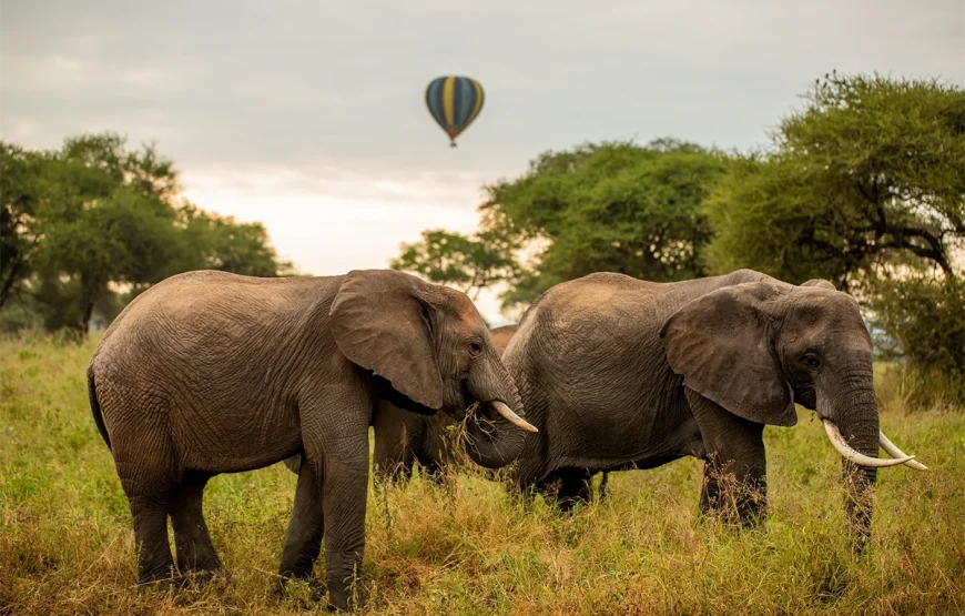 5 Days Manyara, Serengeti, Ngorongoro and Tarangire Safari