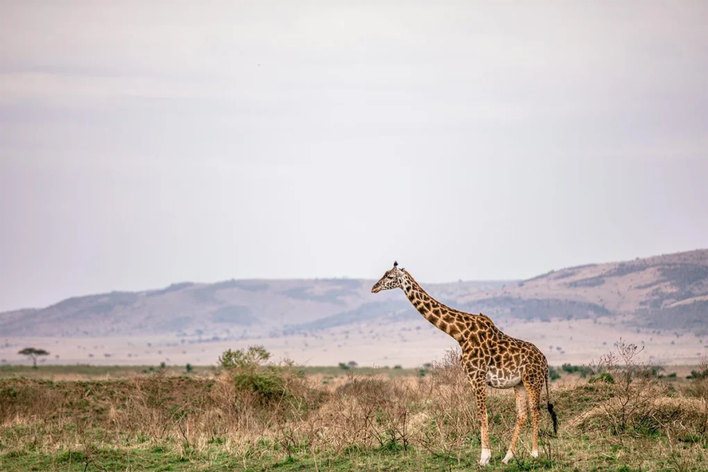 5 Days Manyara, Serengeti, Ngorongoro and Tarangire Safari