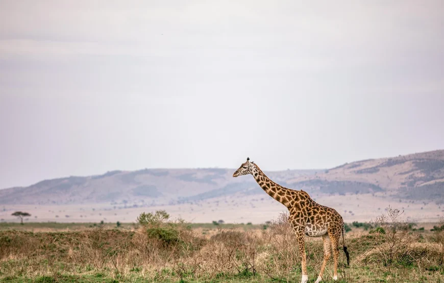 5 Days Manyara, Serengeti, Ngorongoro and Tarangire Safari