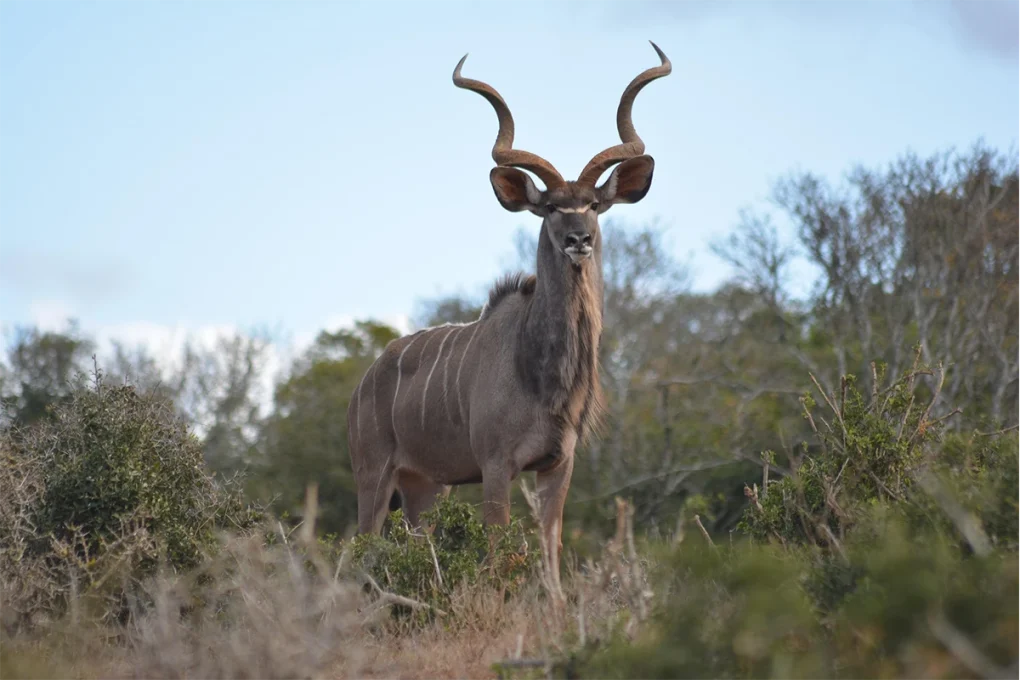 5 Days Manyara, Serengeti, Ngorongoro and Tarangire Safari
