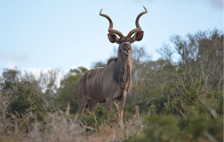 5 Days Manyara, Serengeti, Ngorongoro and Tarangire Safari
