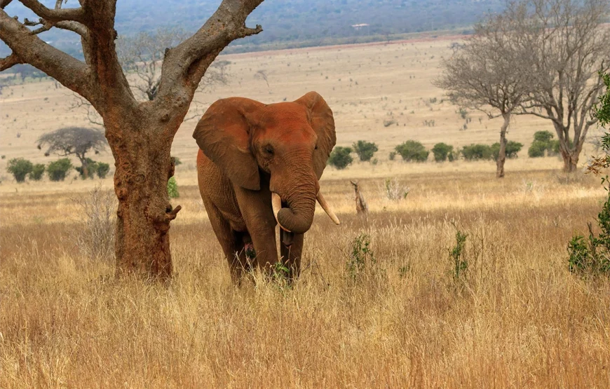 5 Days Mikumi & Ruaha Road Safari