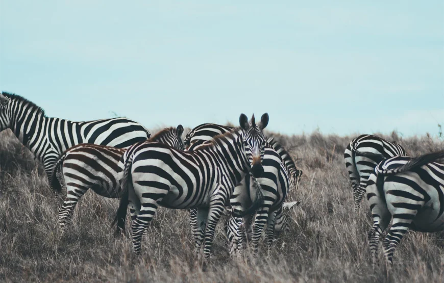 5 Days Mikumi & Ruaha Road Safari