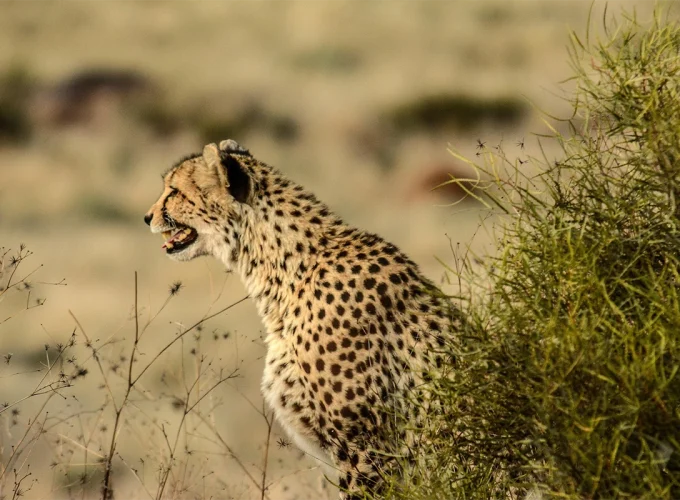 5 Days Mikumi & Ruaha Road Safari