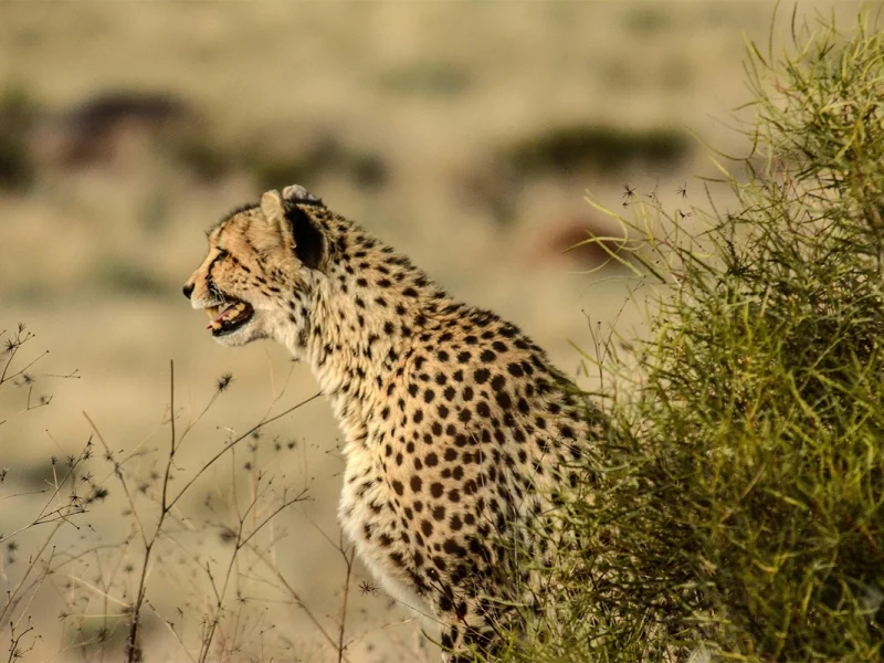 5 Days Mikumi & Ruaha Road Safari