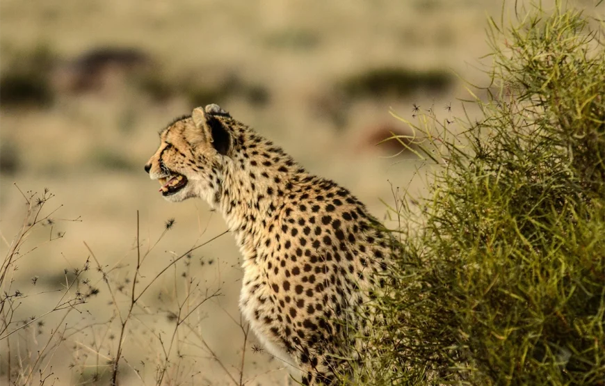 5 Days Mikumi & Ruaha Road Safari
