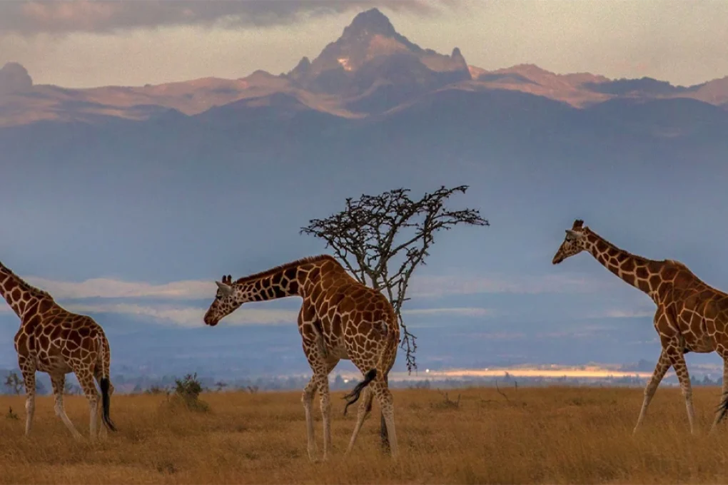 5 Days Mount Kenya Trek – Up Naru Moru; Down Sirimon