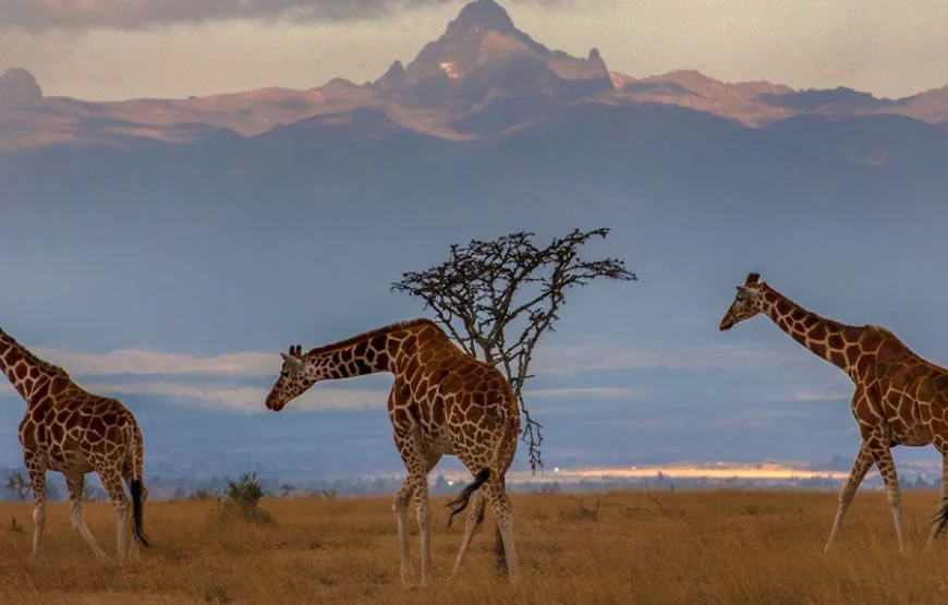 5 Days Mount Kenya Trek – Up Naru Moru; Down Sirimon