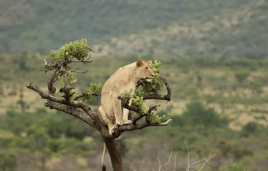 5 Days Rwanda Safari: Gorilla Trekking & Lake Kivu Escape