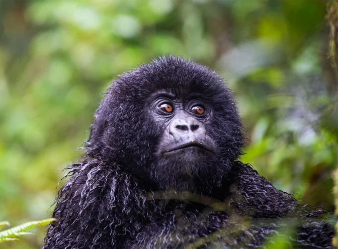 5 Days Rwanda Safari: Gorilla Trekking & Lake Kivu Escape