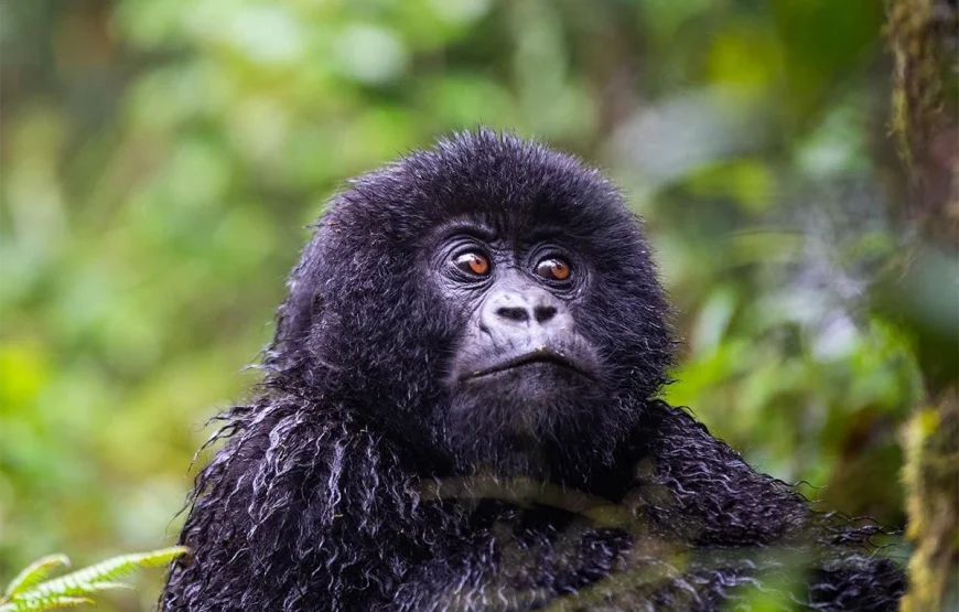 5 Days Rwanda Safari: Gorilla Trekking & Lake Kivu Escape