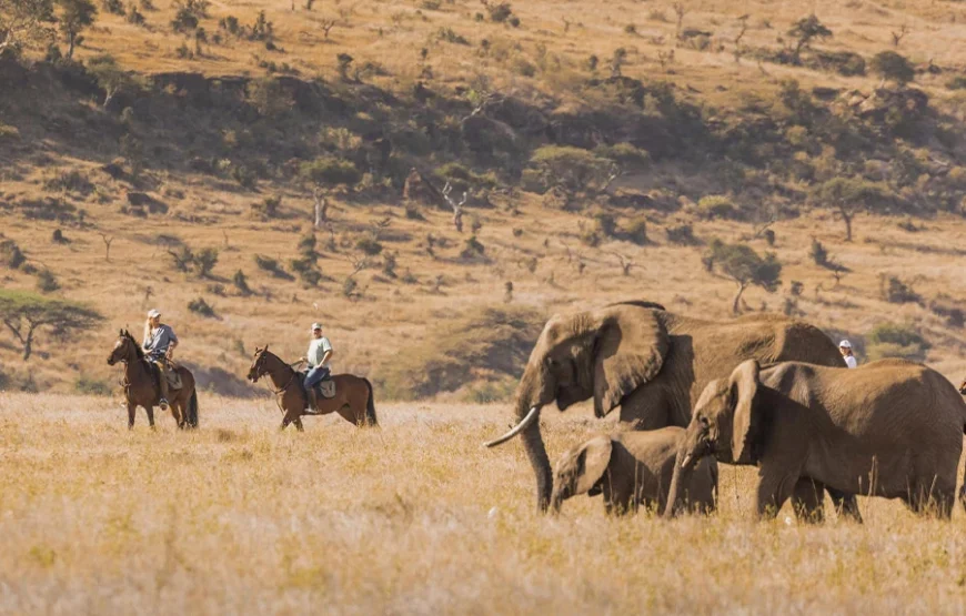 5 Days of Iconic Kenya – From Forest Canopies to Savannah Kings