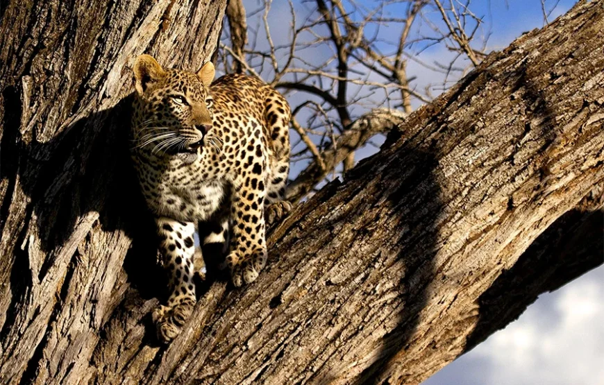 5 Days of Iconic Kenya – From Forest Canopies to Savannah Kings