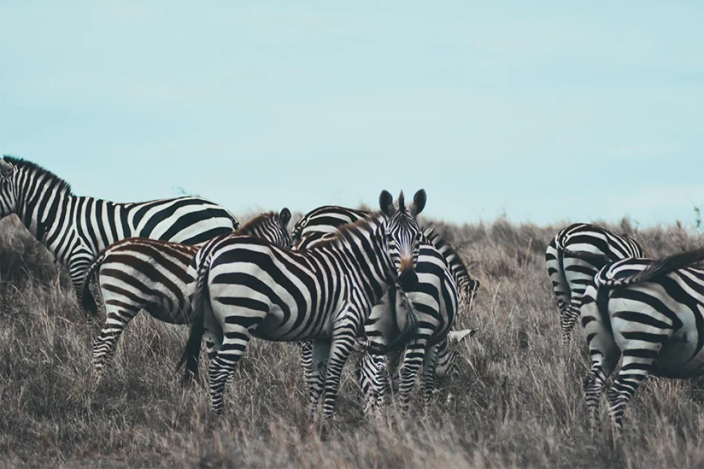 5 Days of Untamed Beauty – Highlands to the Wild North