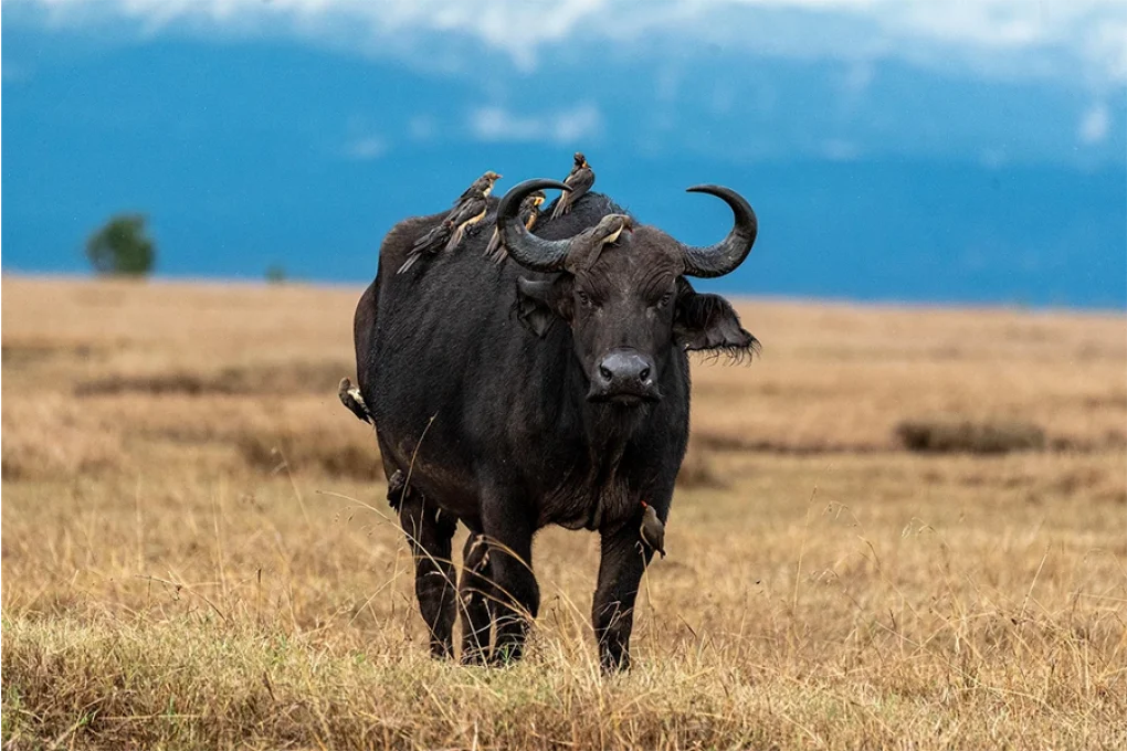 6 Days Journey Across Kenya’s Wild Heart