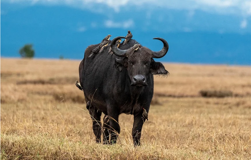 A 6 Days Journey Across Kenya’s Wild Heart