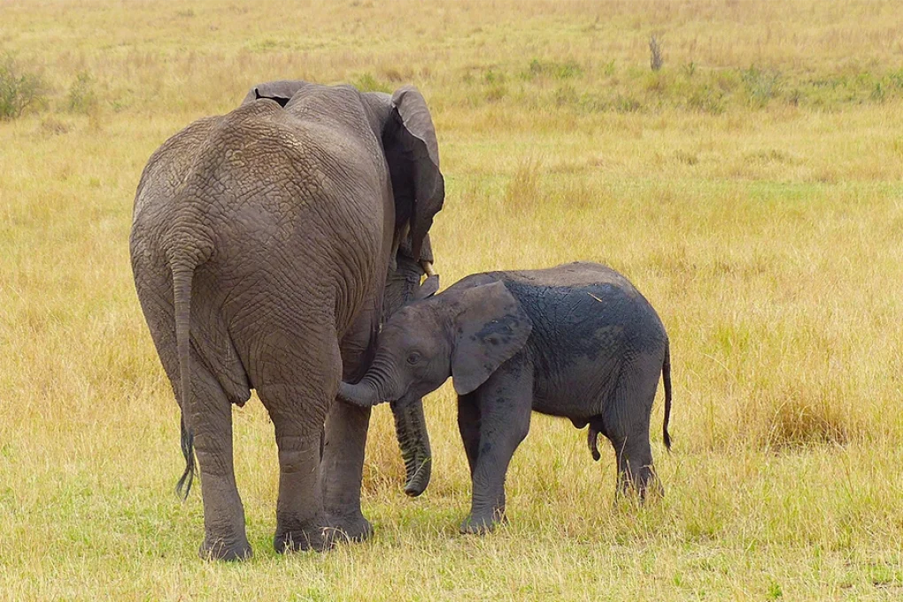 6 Days Journey Across Kenya’s Wild Heart
