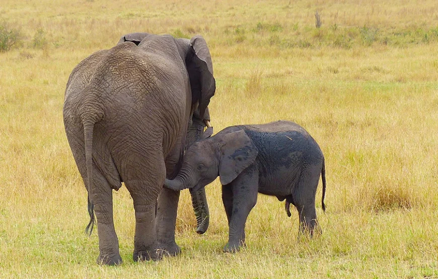A 6 Days Journey Across Kenya’s Wild Heart
