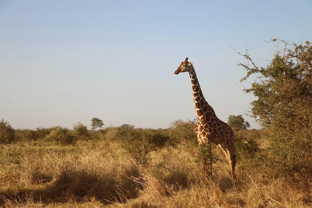 6 Days Journey Across Kenya’s Wild Heart